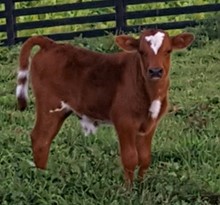 BULL CALF