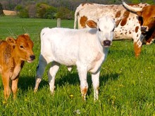Heifer Calf