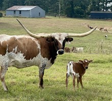Silver Lady heifer '25