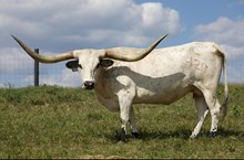 TC Cowboy’s Dream 