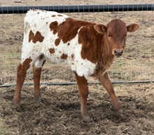 J7 LITTLE CARAMEL 🇺🇸