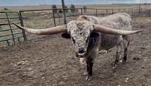 Rodeo Cowboy ST