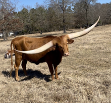 SPL TUFF COWGIRL